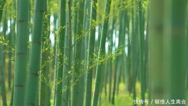 在江苏溧阳，有片竹海，叫南山竹海