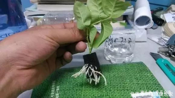 枝条|春末夏初特适合植物扦插繁殖,剪下来的枝条快速生根的方法