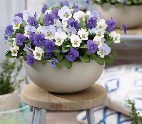 这5种花卉可称为开花劳模，个个漂亮还好养