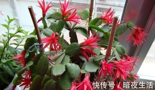 蟹爪兰|给蟹爪兰浇水,没抓住“关键点”,蟹爪兰养不好,浇了也“白浇”