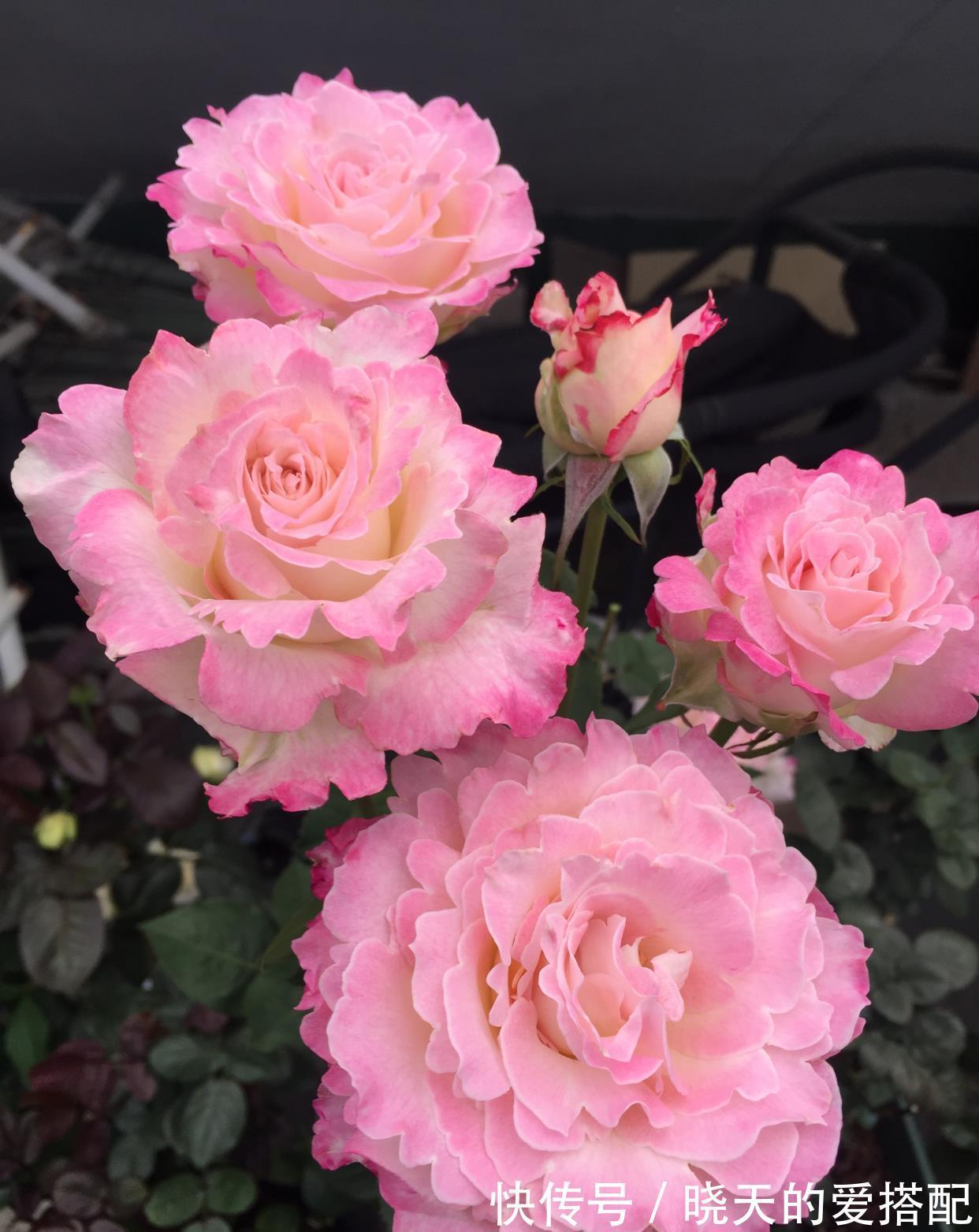 月季花|月季花界的“天使”,自带仙气,浓香四溢,丰花勤花,阳台也能种