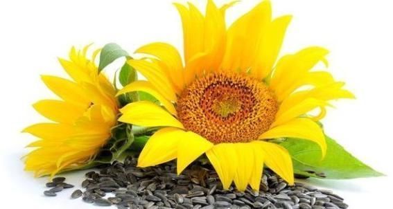 亚油酸|葵花籽营养功效很高?竟可治疗多种慢性病?或许你只知一二!