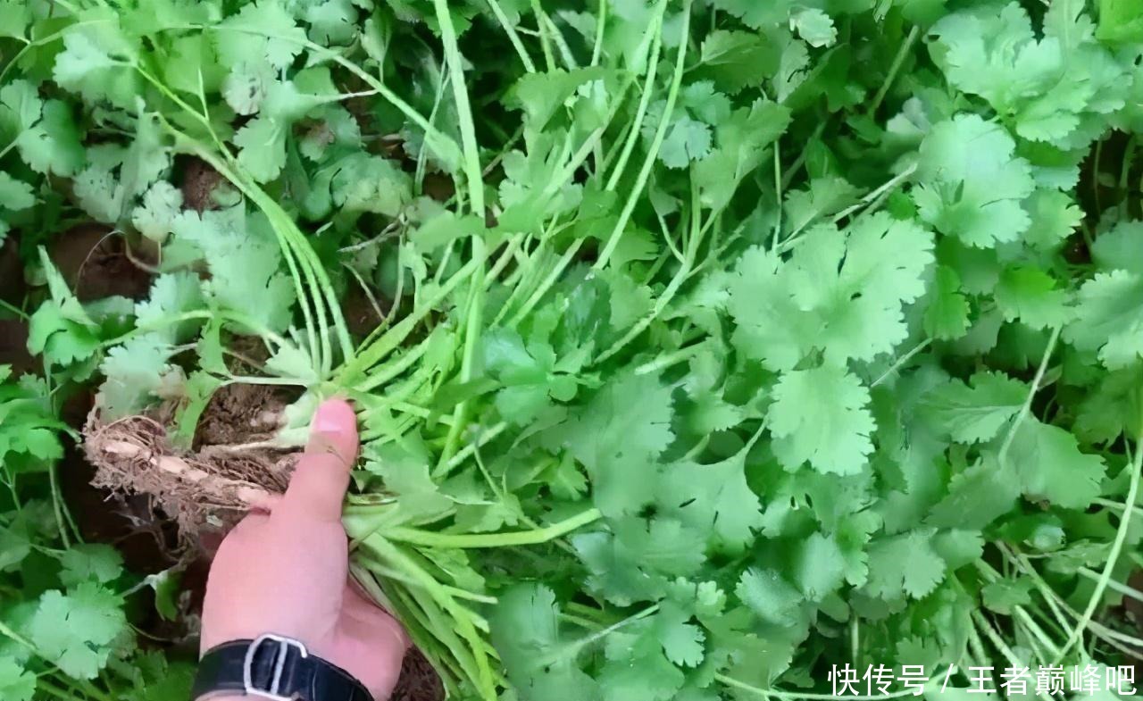 法子|吃不完的香菜别放冰箱了,学会这个土法子,香菜放一冬天都不坏!