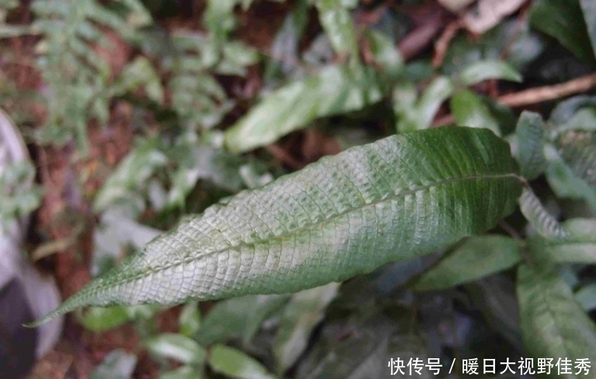 在井边的野草,看到就是“福气”,如今数量稀少,越来越珍贵