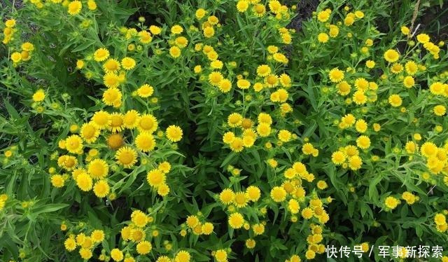 生逢|欧阳修赞他是东晋诗人扛把子,他却说,生逢乱世,我也是不得已