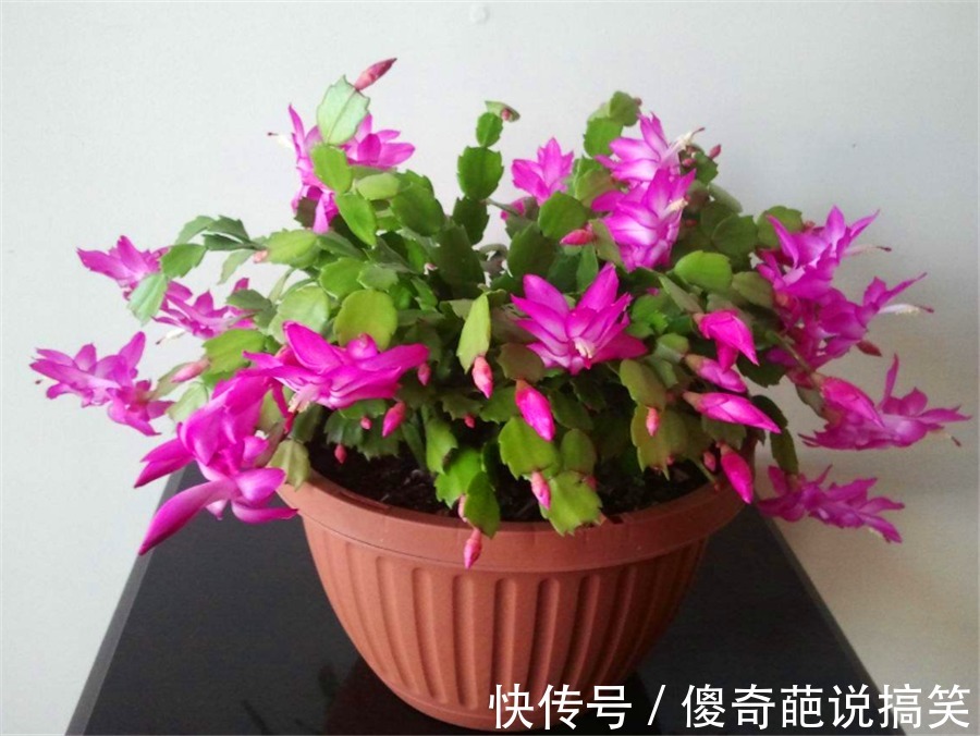 多肉也能花开爆盆，3种多肉人称“开花机器”，开花勤快又娇艳