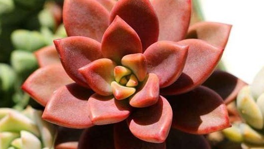 家里养上如下多肉植物准没错！既好看又好养，“养花杀手”的福音