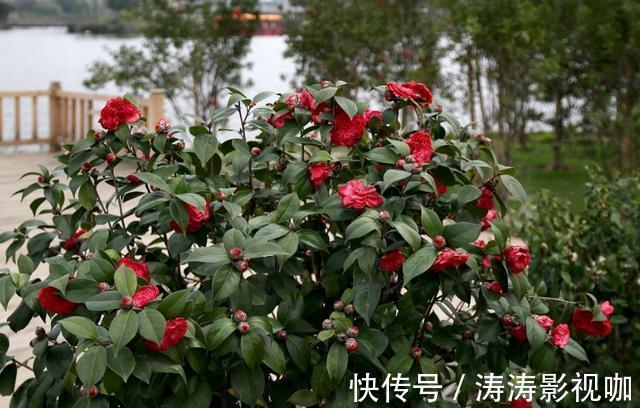 油茶|养花“高手”养茶花，都用这种“方法”，让它变成“五彩茶花树”