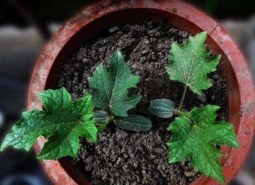  筷子|学会3个小技巧，盆土是干是湿轻松掌握，不用再担心盆栽水多水少