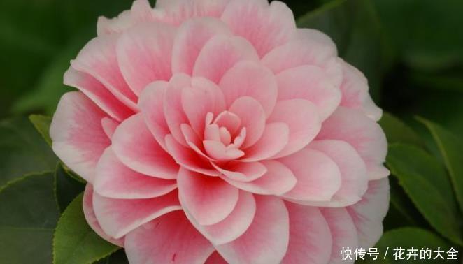 白兰花|不适合室内养的5种花草,入手要谨慎,没有露养条件白花钱