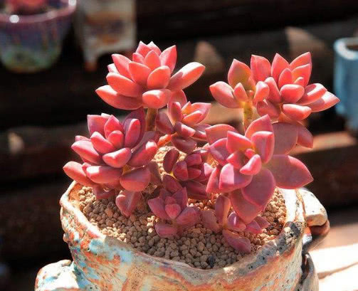 多肉姬胧月怎么养更艳丽教你3个小妙招,养出清新绚烂的姬胧月