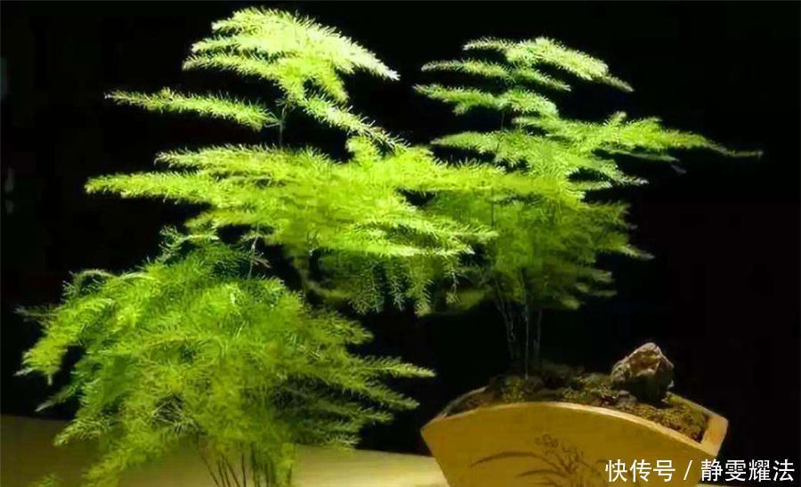 枝繁叶茂|文竹有“3怕”,难怪叶子发黄还烂根,学会了四季常青,枝繁叶茂