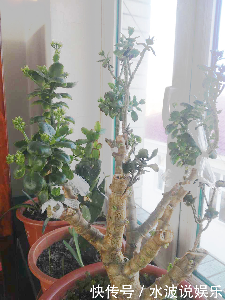 长寿花|长寿花和玉树“联姻”，半年成“老桩”，养出五颜六色的“花树”