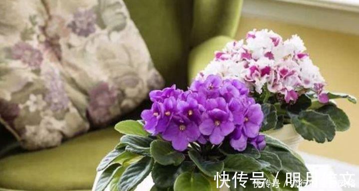 凤仙花性|4种花很适合阳台养,花香四溢,花朵烂漫迷人,开花一簇簇4