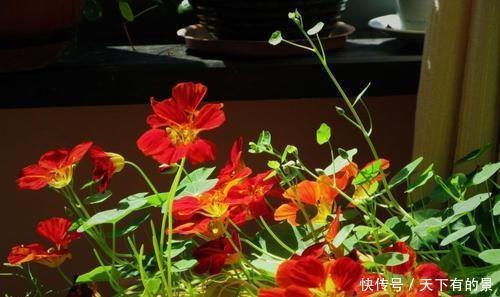 冬天养花我只选这一种,好养又漂亮,温度越低开花越美