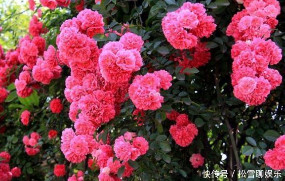 4种花被称为开花王，沾土就活，越热开花越多，养护简单漂亮