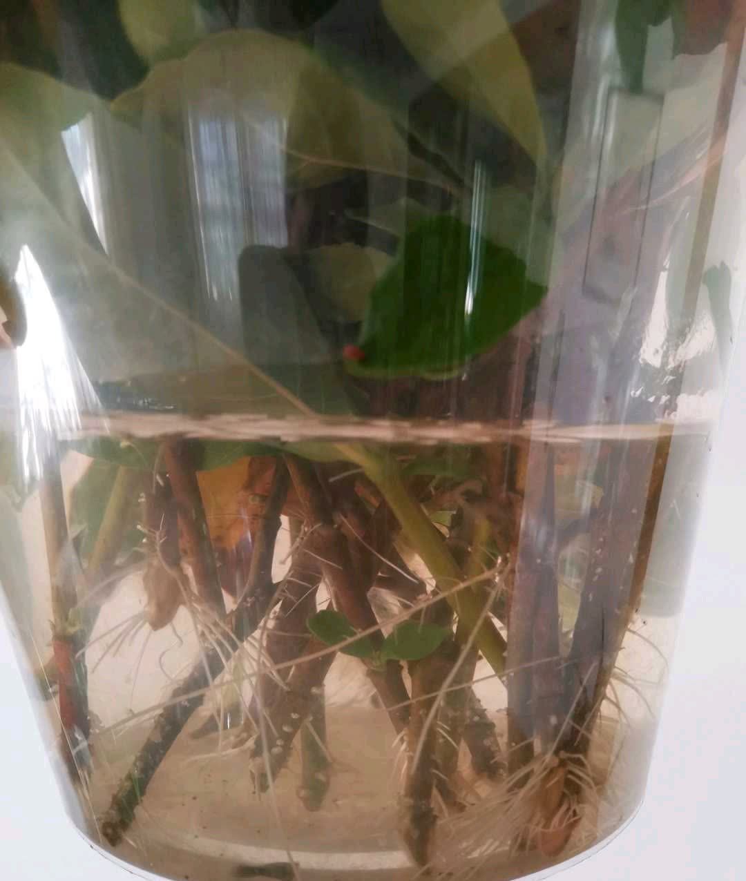 春天,这八种花剪个枝插土里就活,养养就开花,错过就要等明年了