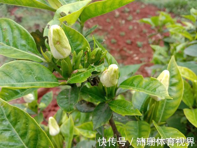 泡脚|农村枙子花你知道有啥妙用吗，煮水泡脚厉害啦，看完告诉朋友