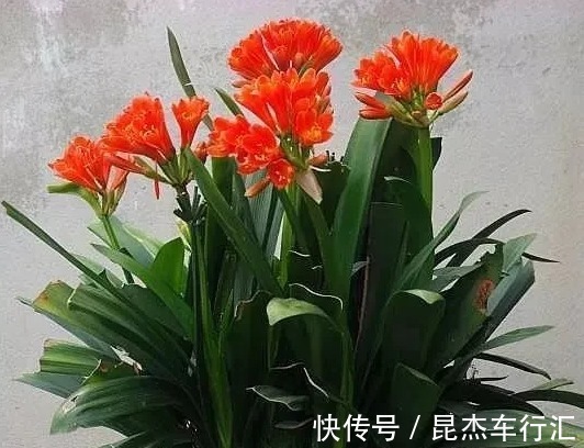 温差|君子兰迟迟不开花,就用这3招,一年开花两三次,年年开爆盆