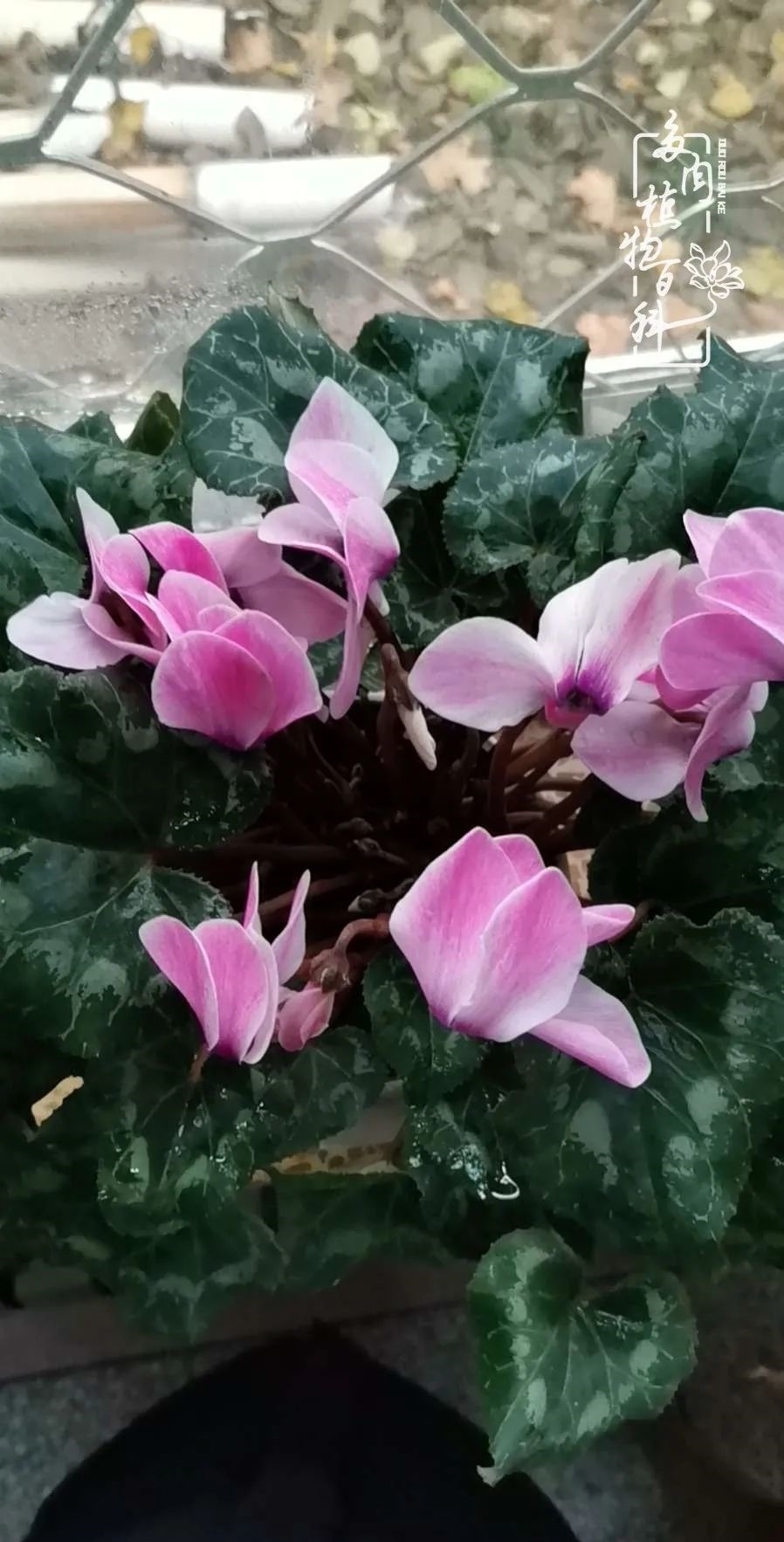 回顾令人难忘的2020年!2021,我定不负美肉不负众望!