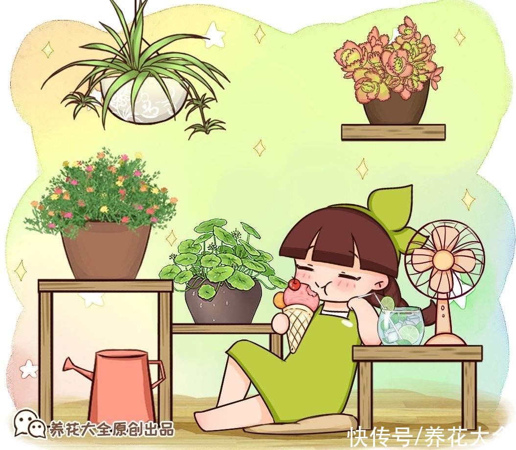 花叶冷水花耐阴又好养,在家养上一盆,清新又雅致