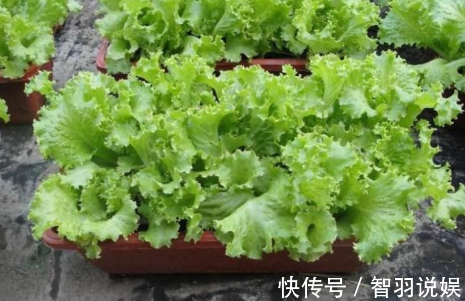 养花不如种菜,阳台盆栽几盆,“每天”采摘新鲜菜,全家都够吃!