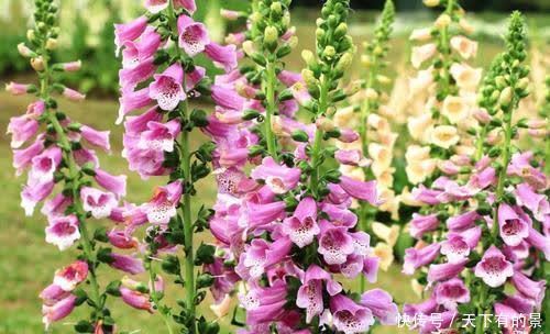 一款被名字耽误的高颜值花,好养有价值,花朵串串开一夏!