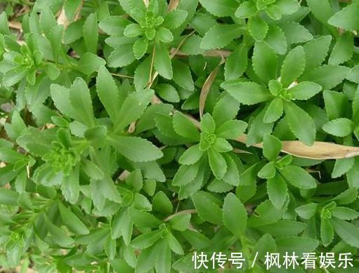 植株|农村称为金不换，含钙量堪比牛奶，过去无人食用，现在一斤10元
