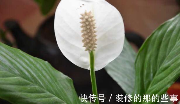 养花试试这几款，耐寒又耐旱，搭配篱笆栽培，特别迷人