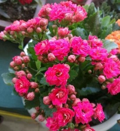 想要家里花不断,就养“2种花”,冷天也能开满头,漂亮又好养!