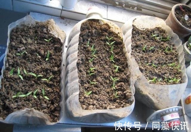 养花不成“改种菜”,红辣椒种在“编织袋”里,一次能摘30斤