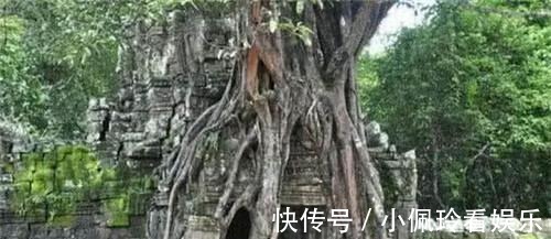 盗墓者|为什么盗墓贼一看见栽有柳树的古墓扭头就走?不走就来不及了