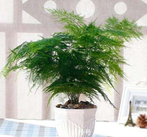 居家养花,推荐这8种,耐阴又好养,是家庭盆栽佳品!