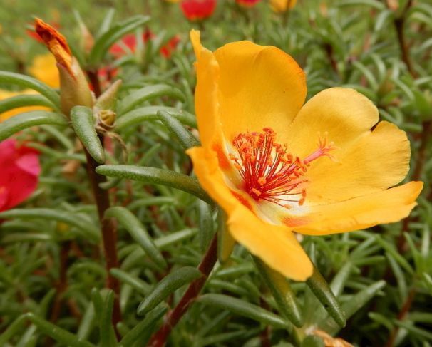 喜欢菊花，就养这几盆“菊中珍品”，似妖娆仙女，香气袭人