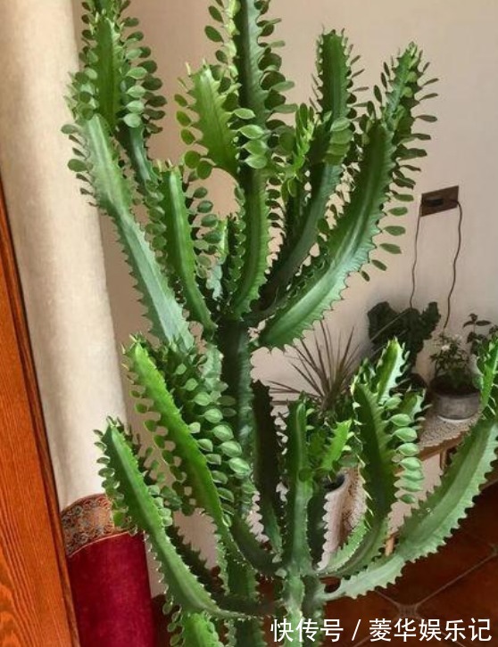 石竹花|“4种花”是懒人养花首选,一月浇一次长得旺,叶子油绿开花多!