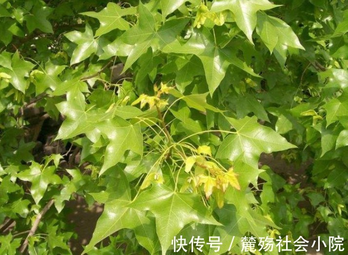 老人|老人失眠危害大！4个小技巧可调理，赶紧拿笔记下来