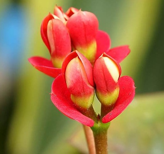 虎刺梅开花难、花儿小用对它，花朵咕噜噜冒，花香满屋飘