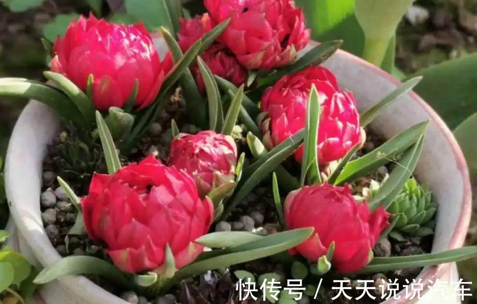 嫌弃养花难,不如就种郁金香,沾土就活,花开时放屋里可当熏香