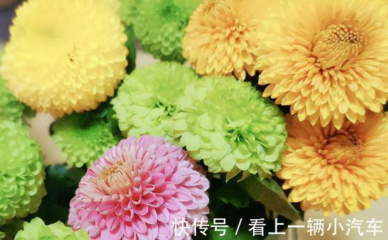 菊花期|乒乓菊，最好养的菊花，谨记5点，花开全年