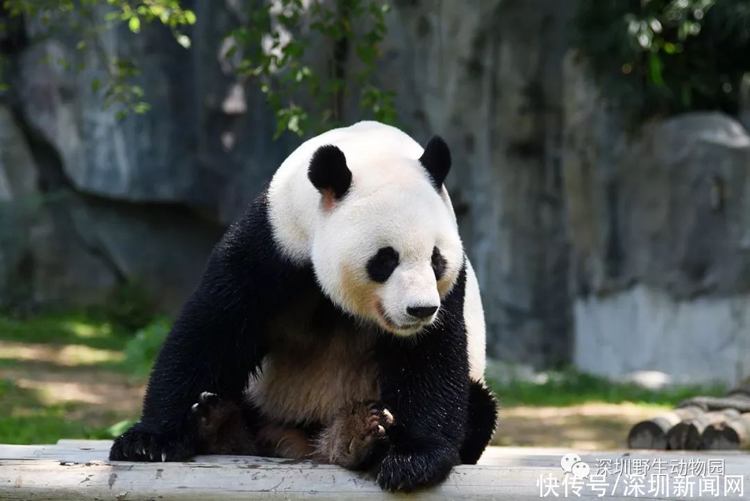 小浣熊|文末福利｜5折期票赶紧捡漏！超长有限期，暑假可用