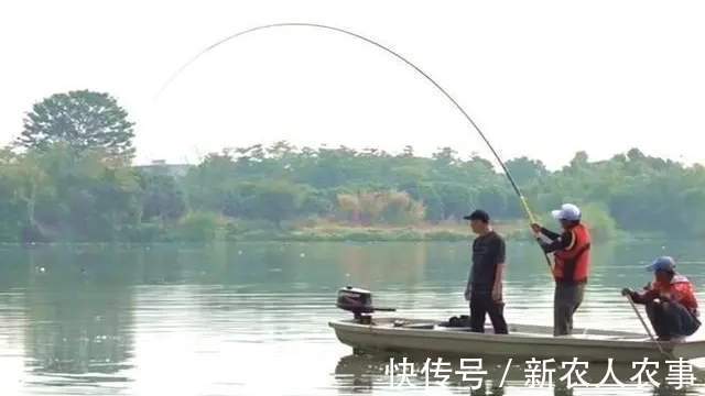 安徽男子一不小心实现大鱼梦，去鳞用锄头鱼石烟盒大，网友：放生