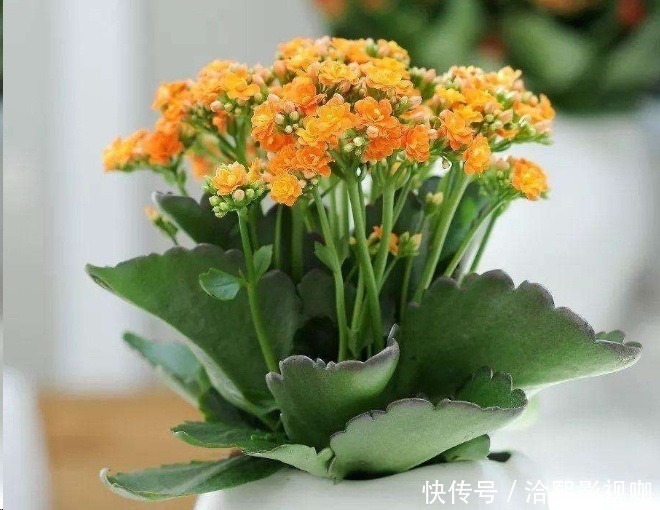 几种花最适合懒人养,勤快人养不过三个月就死!