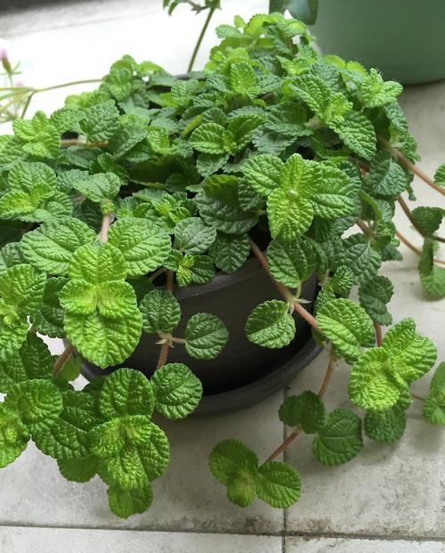 “烟味”的天敌来了,1种植物养在家里,是吸烟人士的福音