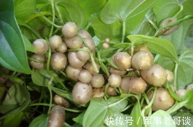 秋天|秋天适合养生，多吃的食物，让皮肤变得光滑，减少皱纹，更年轻