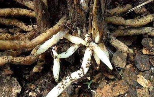 君子兰不见长、不开花“2种料”扔盆里,新芽多,一年开花2次