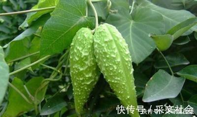 扁平疣|农村一种农田里的野草,农民看见就讨厌,殊不知是治疗皮肤病良药