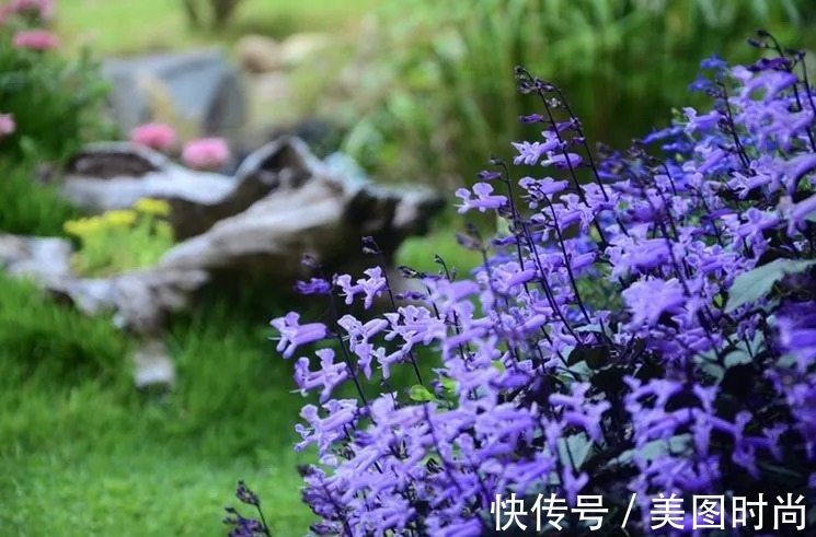 三角梅|120㎡别墅花园改造,经过三年的努力,小院从荒地到花开满园