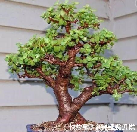 养护|2种花“不值钱”,花匠教3招,几年养成“盆景树”,1盆上千元!