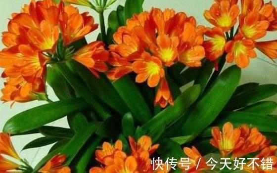 淘米水中加3种料,植物叶片翠绿,花朵蹭蹭冒不停,快瞧瞧吧