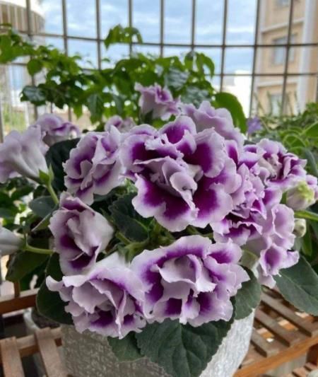 大岩桐有“3喜2怕”,新手了解掌握后,开花又大又多